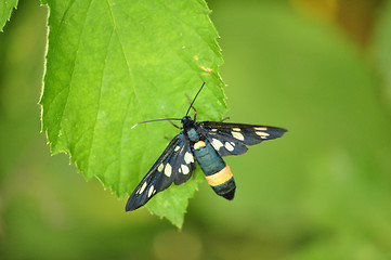 Image showing black butterfly