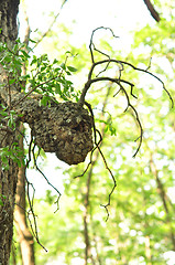 Image showing tree cancer