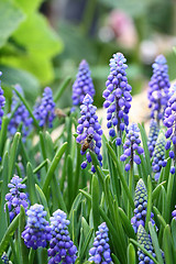 Image showing Grape hyacinth with bee 