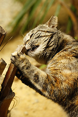 Image showing Cat biting the tree