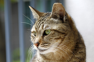 Image showing Cat, close-up shot.