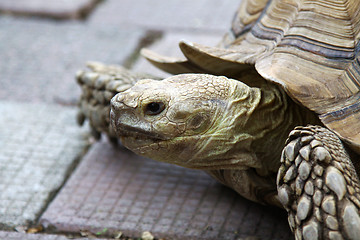 Image showing Old turtle on ground, close-up shot.