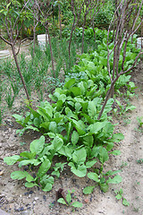 Image showing Fresh vegetables in farmland