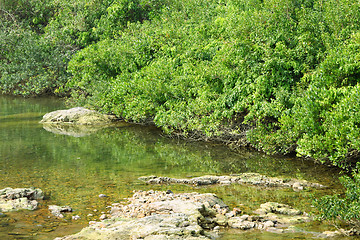 Image showing Wetland in Hong Kong