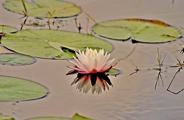 Image showing Lily