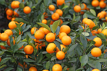 Image showing Mandarine orange tree for celebrating Chinese New Year 