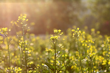 Image showing Rape flowers field under sunlight