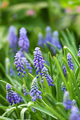 Image showing Grape hyacinth macro shot