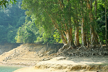 Image showing Trees in water