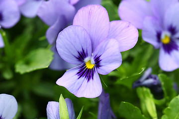 Image showing Purple flowers background