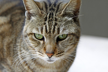 Image showing Cat with sharp eyesight looking for food