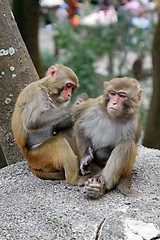 Image showing Monkeys