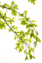 Image showing Green leaves background