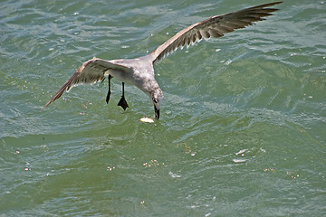 Image showing Seagull