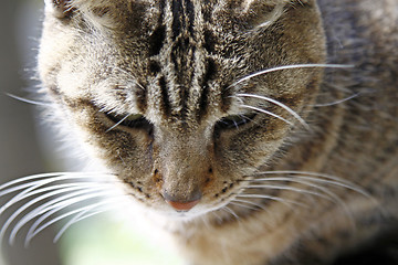 Image showing Cat, close-up shot.