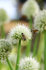 Image showing Onion flowers with bee