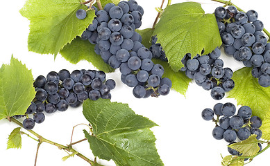 Image showing Dark grape