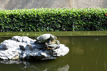 Image showing Turtle under sunshine