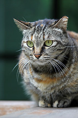 Image showing Cat shot in the nature