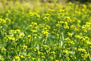 Image showing Rape flowers field under sunlight