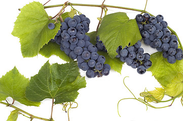 Image showing Dark grape