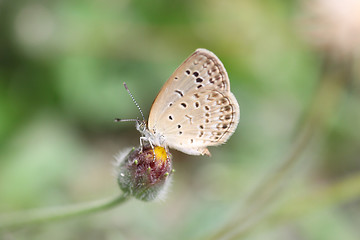 Image showing Butterfly on flowers