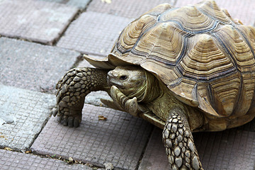 Image showing Turtle on ground