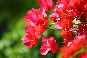 Image showing Azalea under sunshine