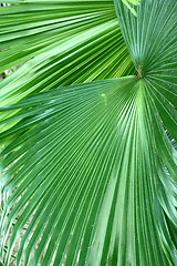 Image showing Leaves details background