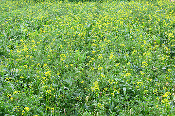 Image showing Rape flowers background