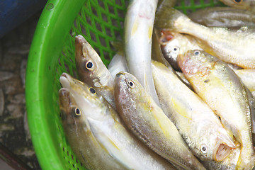 Image showing Fresh fishes in market