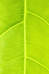 Image showing Green leaf close up nature background