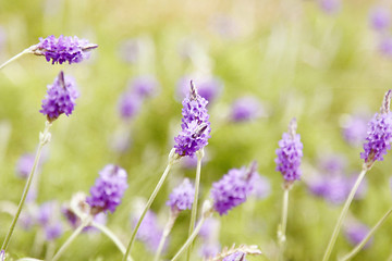 Image showing Purple flowers on the grasses