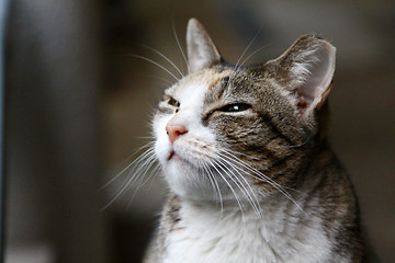 Image showing Cat with sleepy eyes