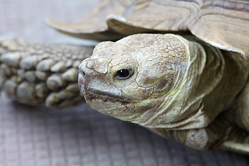 Image showing Old turtle on ground, close-up shot.