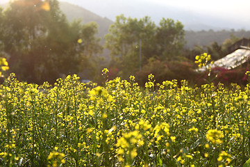Image showing Rape flowers field under sunlight