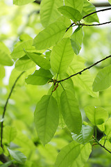 Image showing Leaves background