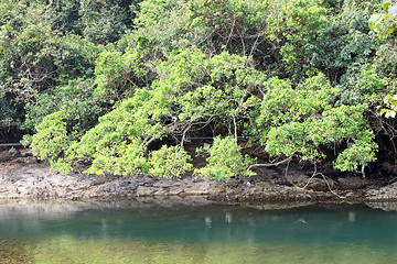 Image showing Wetland in Hong Kong