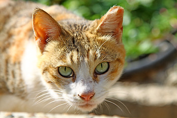 Image showing A cat under sunshine