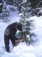 Image showing Cutting christmas tree