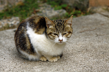 Image showing Kitten on the ground