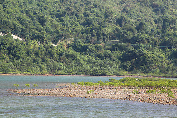 Image showing Wetland along the coast