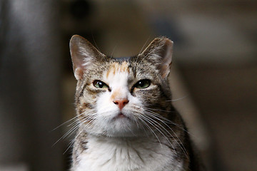 Image showing Cat looking