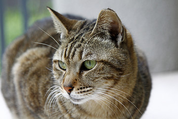 Image showing Cat with sharp eyesight looking at something