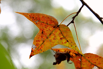 Image showing Red leaves background