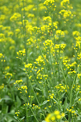 Image showing Rape flowers close up shot