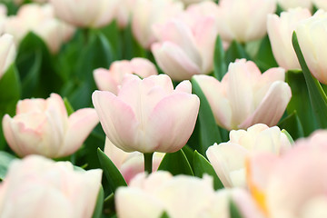 Image showing Pink tulips background