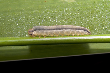 Image showing Wet caterpillar