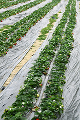 Image showing Strawberries fields