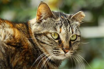 Image showing Cat shot in the nature